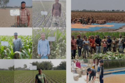 Maize farming in Bangladesh