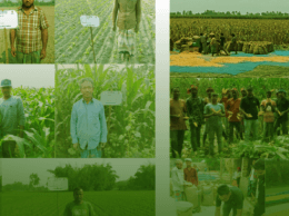 A Tale of Maize Farming in Bangladesh