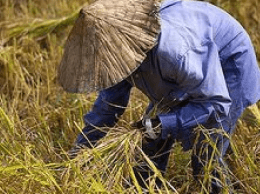 Empowering Farmers Through Field Training Programs