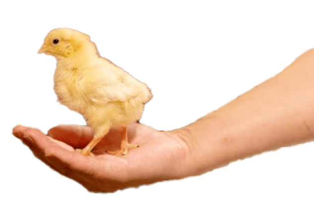 Hand holding a day-old chick