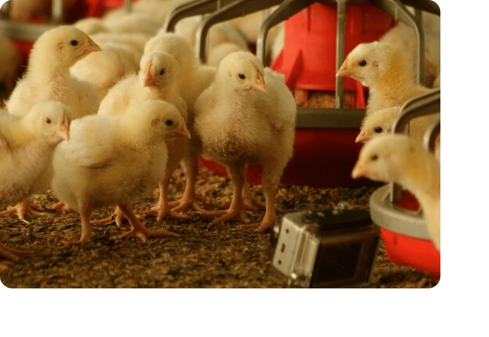 Day-old chicks in a modern hatchery facility