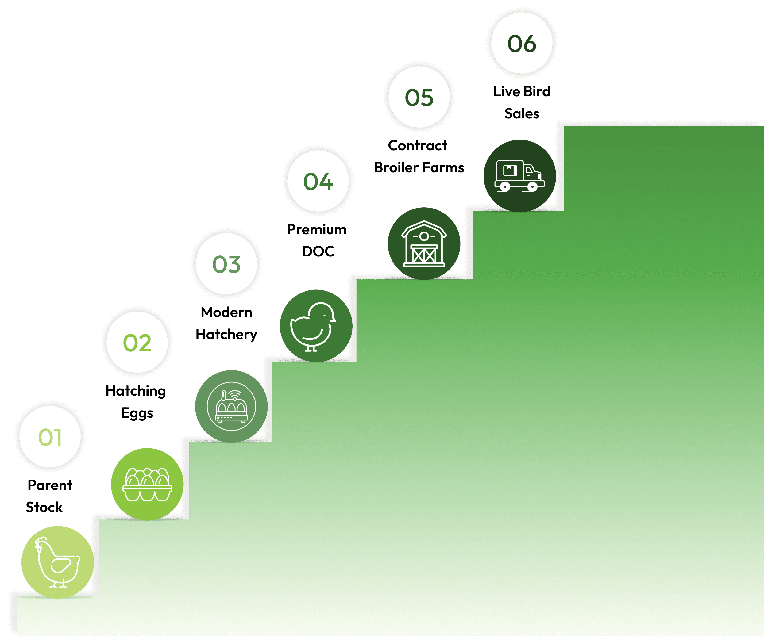 Integrated poultry value chain from parent stock to live bird sales