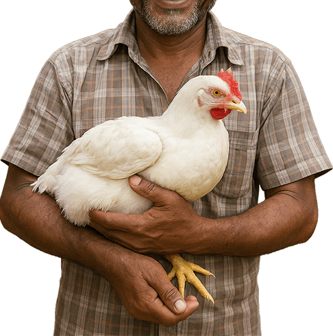 Ashar Alo Poultry Farming