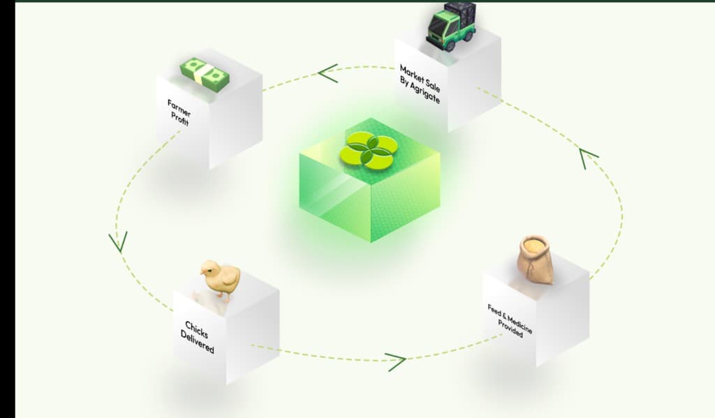 Circular flow: Farmer Profit, Market Sale, Feed & Medicine, Chicks Delivered