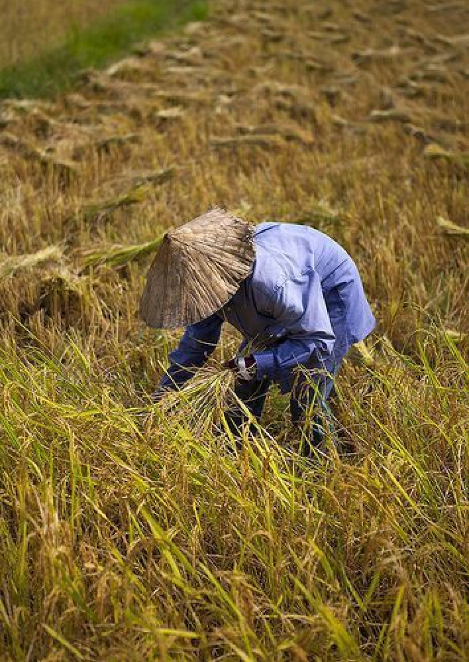 Empowering Farmers Through Field Training Programs