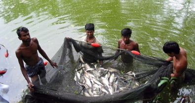 Modern Aquaculture: Boosting Income Through Fish Farming