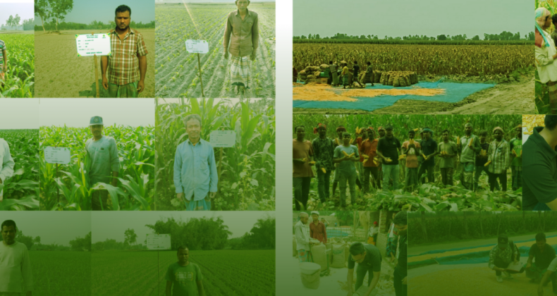 A Tale of Maize Farming in Bangladesh